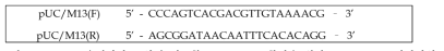 Stx2eB 유전자가 도입된 재조합 baculovirus 확인을 위한 PCR primer 염기서열 정보