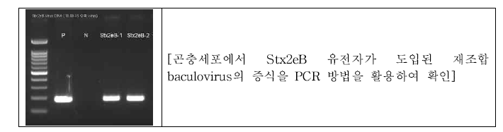 곤충세포에서 Stx2eB 유전자가 도입된 재조합 baculovirus의 증식 확인