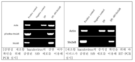 재조합 바이러스 감염 세포에서 타겟 유전자의 발현 검증