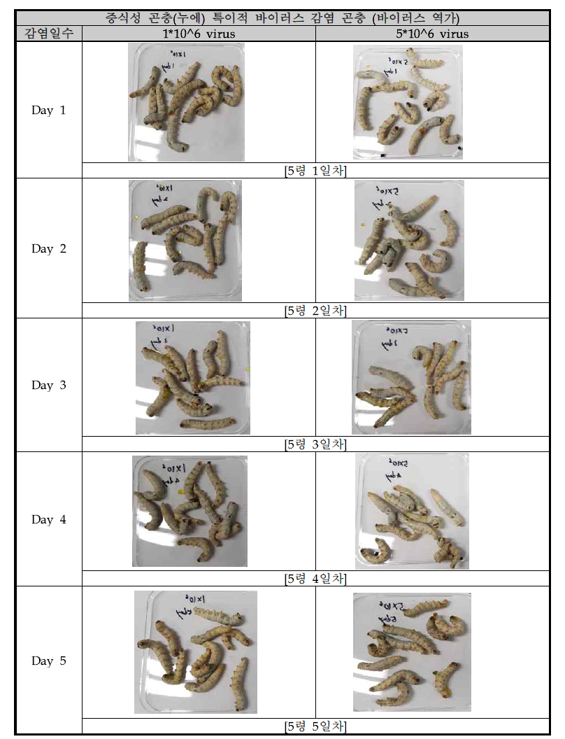 증식성 바이러스 생산을 위한 누에 생체 감염 연구