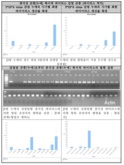 누에 생체 감염 바이러스의 증식성 연구