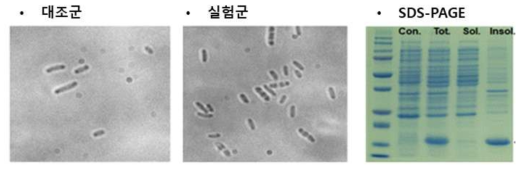 결합링커가 융합된 구조단백질의 발현 양상. 구조단백질의 유도 발현된 재조합 대장균의 경우 대조군인 야생형 균주보다 길이가 짧고 양 말단에 봉입체의 형태가 관찰되었으며, SDS-PAGE 분석에서는 이들 구조 단백질이 불용성으로 발현됨을 확인함