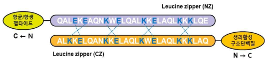 결합 링커에 의한 항균/항생 펩타이드와 생리활성 구조단백질 결합 모식도. Leucine zipper peptide 서열을 기준으로 N-말단 서열이 정상적으로 먼저 오는 링커를 NZ로, C-말단 서열이 먼저 오는 링커를 CZ로 구분함
