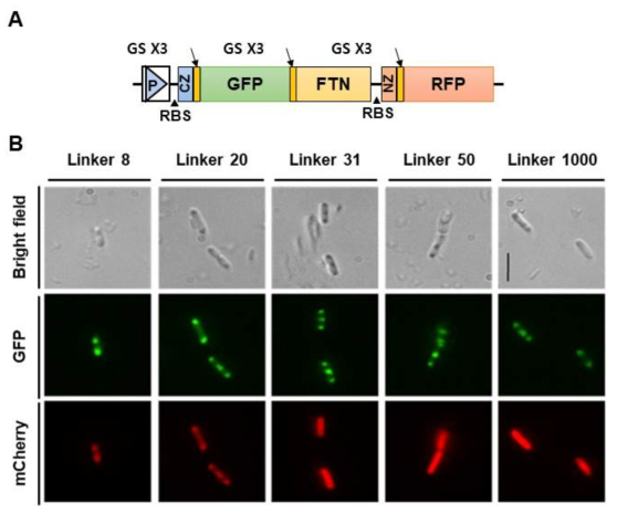 FTN 구조 단백질을 기반한 결합 링커의 결합능 비교. 분자생물학적 방법을 통해 유전자 클로닝을 수행하였고, FTN 구조 단백질 기반의 응집체 형성 유무와 결합 링커 세기에 따른 응집도를 비교함. (A) 연구에 사용된 발현 시스템 모식도 (B) 형광 현미경 관찰
