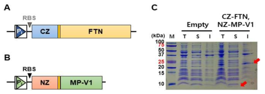 구조단백질과 결합 링커가 적용된 내독성 단백질 발현. 발현 균주에 독성을 지녀 이종숙주에서 생합성에 어려움이 있는 항균 펩타이드를 생산하기 위하여 세포 내에 봉입체를 형성하는 구조단백질과 결합 링커를 사용하여 생합성된 항균 펩타이드가 발현과 동시에 세포 내 일정 공간으로 이동시켜 발현 균주의 생리 안정성을 도모함 (A) 구조단백질 FTN 발현 벡터 모식도, (B) 항균 펩타이드 MP-V1 발현 벡터 모식도, (C) SDS-PAGE 분석