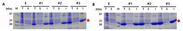 T5 프로모터 기반 발현 시스템에 따른 구조단백질 발현율 비교. 프로모터 조율에 따라 달라지는 발현 양상을 유도물질 유무로 구분하여 SDS-PAGE를 통해 비교함. (A) 발현 유도물질 IPTG 미첨가, (B) 0.2 mM IPTG 첨가 E; empty vector, T, total protein; S, soluble protein; I, in-soluble protein; M, protein size maker