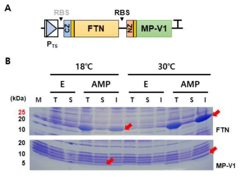 지능형 유전자회로에 도입된 구조단백질과 항균펩타이드 발현. 배양 온도조건을 조정하여 MP-V1 발현 정도를 조율함. NZ 링커가 결합된 MP-V1의 크기가 5kDa 수준으로 매우 작아 별도의 PAGE 조건으로 전개하여 이를 분석함. T, total protein; S, soluble protein; I, in-soluble protein; M, protein size maker