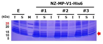 히스티딘이 융합된 항균 펩타이드의 발현 특성 분석. 항균 펩타이드 MP-V1의 C-말단에 His6 를 융합한 후 SDS-PAGE를 통해 발현 특성을 확인함