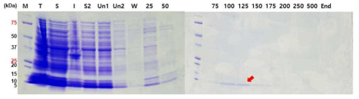 정제 조건 최적화에 따른 MP-V1 순수 분리 정제 결과. 상기 조건을 세부 조율 하여 생합성 항균 펩타이드 MP-V1의 수득율을 향상 시킴. T, total protein; S, soluble protein; W, wash; Un, unbiding protein; M, protein size marker