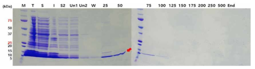 정제 조건 최적화에 따른 DF8 순수 분리 정제 결과. 상기 조건을 세부 조율 하여 생합성 항균 펩타이드 DF8의 수득율을 향상 시킴. T, total protein; S, soluble protein; W, wash; Un, unbiding protein; M, protein size marker