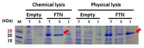 생리활성 구조 단백질 FTN 특성. 세포 내에서 각 유닛간의 상호작용으로 약한 결합을 형성하여 봉입체를 형성하는 FTN(bacterial ferritin)의 특성을 확인함