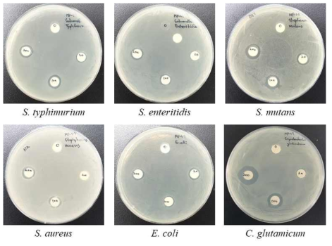 항균펩타이드 MP-V1의 항균력 평가. 4종의 축산 병원균과 E. coli, C. glutamicum 각 균주가 도말된 고체 배지에 paper disk를 올리고 항균펩타이드를 농도별로 얹어 항균력 평가를 수행함