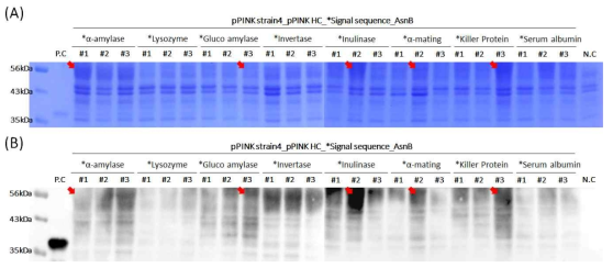 다양한 외분비 신호서열 적용에 따른 asparaginase(AsnB) 발현 분석. 고유의 외분비 신호서열이 제거된 AsnB 유전자의 N 말단에 상기 외분비서열을 도입한 후 효모 발현 숙주 PichiaPink™ strain4에 형질전환하여 발현시켰으며 생합성된 AsnB는 SDS-PAGE와 western blot을 이용하여 확인함