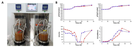 실험실 규모 소규모 발효조(5L)를 이용한 배양 조건 검토. 최적화 된 배지 조성과 배양 조건을 토대로 배양 수준을 Scale-up하였음 (A) 5L 발효조 (B) 시간별 pH, D.O., O.D. 변화 값 그래프