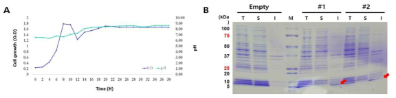 100L 발효조에서 생합성된 항균 펩타이드 수율 확인. (A) 생장 곡선 및 pH 변화 (B)SDS-PAGE 분석