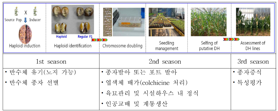 국내 환경에 적합한 3년 1주기의 배가반수체 육성체계