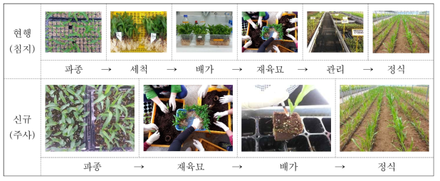 염색체 배가 방법에 따른 처리과정 비교. 유묘 침지처리에 의한 염색체 배가(상), 유묘 주사처리에 의한 염색체 배가(하)