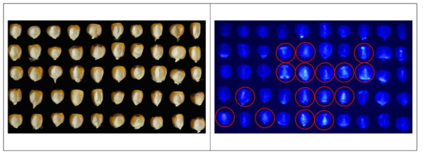 일반카메라(좌)와 형광카메라(우)에 의한 반수체 종자 촬영. 육안으로는 종실 배에 색소 발현이 없는 것으로 선별(n)되었으나, 형광카메라 이용 시 적색 원의 종자는 2n으로 판별됨