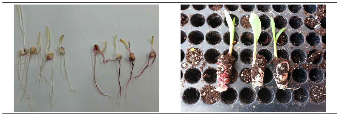 분리계통 유색 뿌리 확인하여 유색뿌리 개체만 세대진전(좌). 육성중인 유색뿌리 계통과 무색뿌리 일반옥수수를 교배하여 무색뿌리의 발현비율을 비교하여 반수체 유기율을 평가함(우)