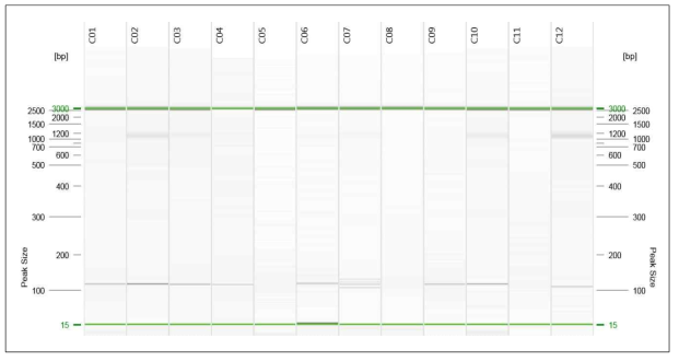 QTL1 유전자 관련 분자마커 분석. C1∼C11 = 육성중인 계통, C12 = 유기체