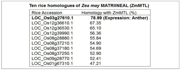 벼에 존재하는 10개의 ZmMTL homologue 유전자. LOC_Os03g27610.1가 코딩하는 단백질이 옥수수 ZmMTL과 가장 상동성이 높으며 anther 특이적으로 발현됨
