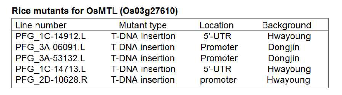 T-DNA가 삽입된 5개의 서로 다른 OsMTL에 대한 돌연변이체 벼