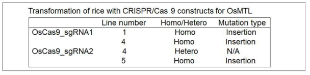 OsMTL 유전자 발현 억제를 위한 CRISPR/CAS9 형질전한체