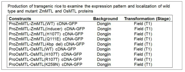 옥수수 ZmMTL과 벼의 OsMTL 단백질 발현과 분포 야상 조사를 위한 형질전환체 생산