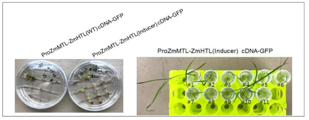 옥수수와 벼의 MTL 단백질 발현과 분포 양상 조사를 위한 형질전환체 벼 생산