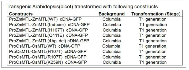 애기장대에서 옥수수와 벼의 MTL 단백질 발현과 분포 양상 조사를 위한 형질전환체 생산