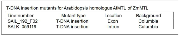 애기장대 AtMTL에 대한 T-DNA 삽입 돌연변이체 선별