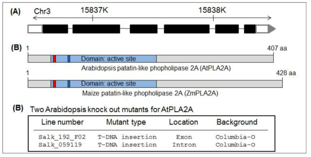 애기장대의 patatin-like phopholipase 2A에 대한 돌연변이 분리. (A) 애기장대의 patatin-like phopholipase 2A에 대한 유전자 구조. (B) 애기장대 AtPLA2A 단백질과 옥수수의 ZmPLA2A 단백질의 길이와 보존된 모티프 구조. (B) 애기장대의 AtPLA2A 유전자에 대한 T-DNA 삽입 위치와 돌연변이체 라인