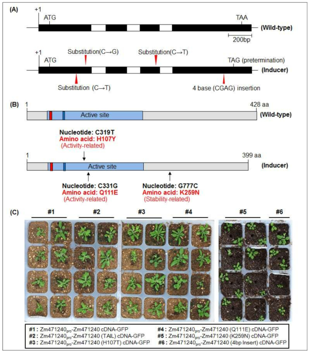 옥수수의 wild type patatin-like phopholipase 2A와 돌연변이 patatin-like phopholipase 2A 단백질을 발현하는 형질전환체 애기장대 생산. (A) 옥수수의 wild type patatin-like phopholipase 2A와 haploid inducer의 patatin-like phopholipase 2A에 대한 염기치환 위치. (B) 옥수수의 wild type patatin-like phopholipase 2A와 haploid inducer의 patatin-like phopholipase 2A에 대한 아미노산 치환 위치. (C) 옥수수의 wild type patatin-like phopholipase 2A에 대한 프로모터를 이용하고 GFP를 리포터 유전자로 사용하여 wild type과 돌연변이 patatin-like phopholipase 2A 단백질에 대한 cDNA 유전자와 융합된 재조합 유전자들을 제작하고 이들 유전자를 이용한 형질전환체 애기장대 생산