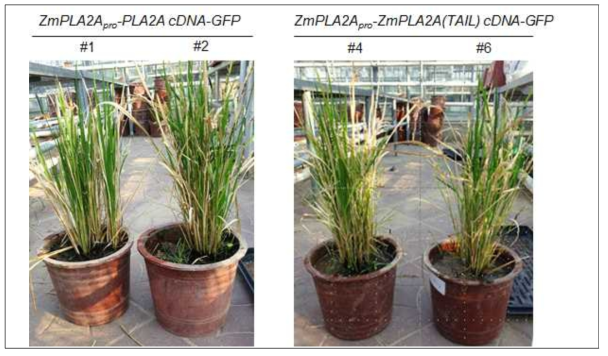 옥수수의 wild type patatin-like phopholipase 2A와 돌연변이 patatin-like phopholipase 2A 단백질을 발현하는 형질전환체 벼 생산. 옥수수의 WT patatin-like phopholipase 2A (왼쪽)와 haploid inducer의 patatin-like phopholipase 2A (오른쪽)에 대한 cDNA를 GFP와 융합한 재조합 유전자를 옥수수의 WT patatin-like phopholipase 2A에 대한 프로모터를 이용하여 융합 단백질을 발현하는 형질전환체 동진벼 생산