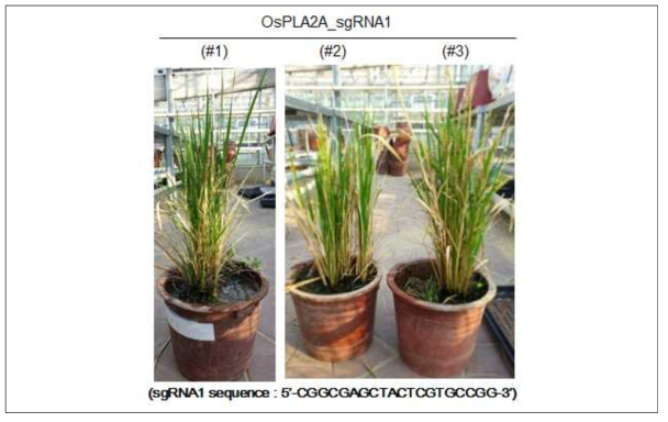 벼의 patatin-like phopholipase 2A에 대한 knock-out 형질전환체 벼 생산. CRISPR/CAS 방법을 이용하여 동진벼의 patatin-like phopholipase 2A (Os03g27610)인 OsPLA2A에 대한 knock-out 형질전환체 벼 생산
