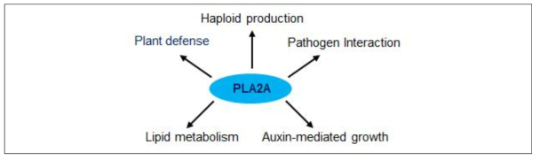 식물에서 patatin-like phopholipase 2A의 반수체 유도 기능을 포함한 다양한 식물 생장과 발달 조절 기능