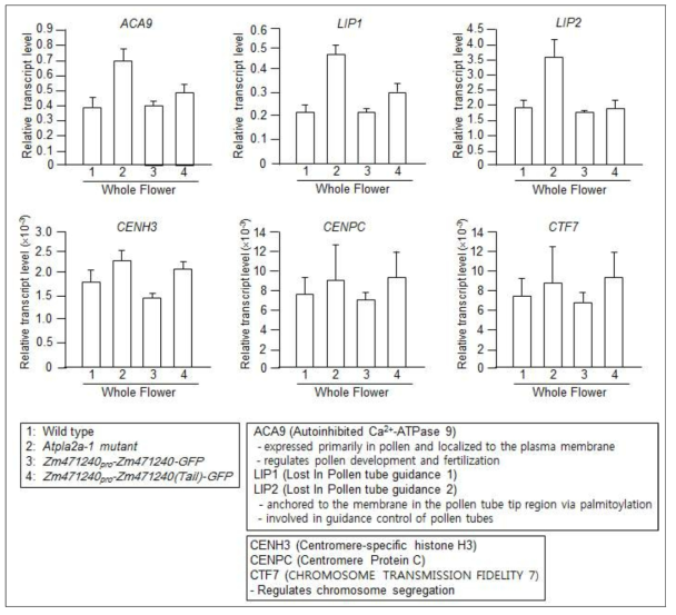 화분과 염색체 분리 관련 유전자 발현에 patatin-like phospholipase 2A 영향. WT, AtPLA2A에 대한 돌연변이 애기장대 pla2a-1, ZmPLA2Apro-Zm4PLA2A cDNA-GFP와 ZmPLA2Apro-PLA2A cDNA (Tail)-GFP 형질전환체에서 화분 발달, 화분튜브 성장, 수정, 염색체 분리에 관여하는 ACA9, LIP1, LIP2, CENH3, CENPC, VTF7 유전자 발현 양상 분석