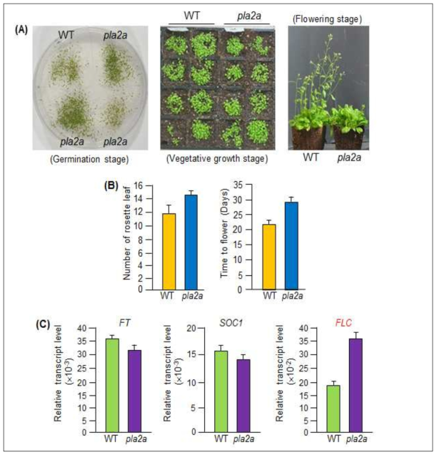 애기장대의 PLA2A에 대한 돌연변이체의 개화시기 분석. (A) 옥수수의 반수체 유도 단백질인 ZmPLA2A 단백질과 상동성이 높은 애기장대의 PLA2A 단백질을 코딩하는 유전자에 대한 T-DNA 삽입 돌연변이체 애기장대 분리. 및 발달 양상 분석. WT과 pla2a 돌연변이체 애기장대의 종자 발아 단계, (왼쪽), 영양 생장 단계 (중앙), 그리고 개화 단계에서 표현형 분석 (오른쪽). (B) 장일 조건 (16 light/8 dark)에서 WT과 pla2a 돌연변이체 애기장대의 개화 시기 분석. (C) 장일 조건 (16 light/8 dark)에서 성장한 WT과 pla2a 돌연변이체 애기장대의 잎에서 total RNA를 분리한 후 qRT-PCR 방법으로 개화 촉진자 FT (FLOWERING LOCUS T)과 SOC1 (SUPPRESSOR OF OVEREXPRESSION OF CO 1), 그리고 개화억제자 FLC (FLOWERING LOCUS C) 유전자들의 발현 양상 분석