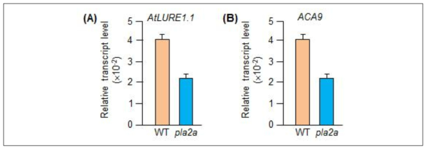 화분관 성장과 수정에 관여하는 유전자 발현에 PLA2A 영향 분석. 장일 조건 (16 light/8 dark)에서 성장한 WT과 pla2a 돌연변이체 애기장대의 잎에서 total RNA를 분리한 후 qRT-PCR 방법으로 화분 관 가이드 (pollen tube guidance) 유전자 (A)와 화분 관 성장 (Pollen tube growth)와 수정 (Fertilization)에 관여하는 유전자의 발현 양상 분석
