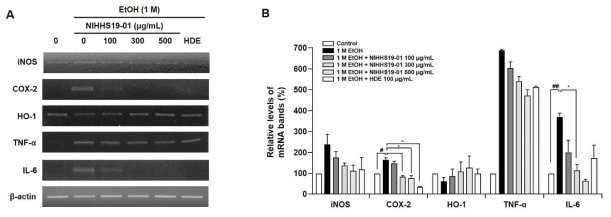 간세포에서 에탄올에 의해 유도된 염증매개인자(iNOS, COX-2, TNF-α, IL-6) 및 HO-1의 mRNA 발현 변화에 미치는 흑삼추출물(NIHHS19-01)의 효과 (#p<0.05, ##p<0.01 vs. control, *p<0.05 vs. ethanol-treated HepG2 cells)