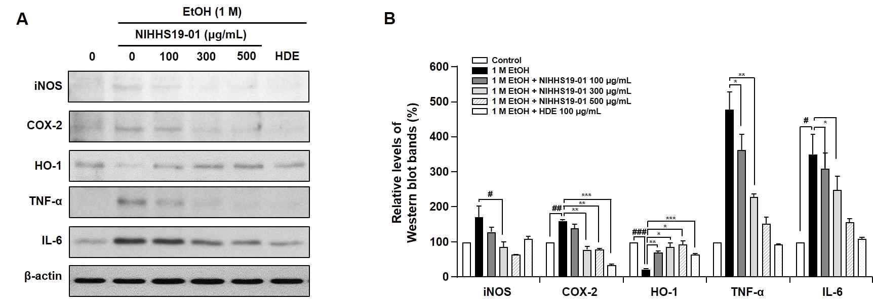 간세포에서 에탄올에 의해 유도된 염증 매개인자(iNOS, COX-2, TNF-α, IL-6) 및 HO-1의 단백질 발현변화에 미치는 흑삼추출물(NIHHS19-01)의 효과 (#p<0.05, ##p<0.01, ###p<0.001 vs. control, *p<0.05, **p<0.05, ***p<0.05 vs. ethanol-treated HepG2 cells)