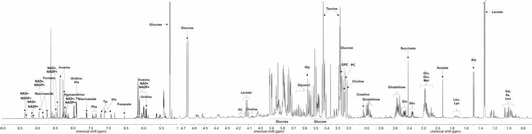 간 추출물의 700 MHz NMR 스펙트럼