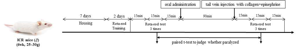 Thromboembolism 마우스 모델을 이용한 AGE232의 보호효능 확인 실험 디자인