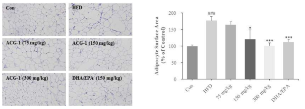 고지방식이 마우스 모델에서 ACG-1의 내장지방 크기 감소 효능 확인