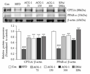 ACG-1의 지질대사 관련 마커의 단백질 발현량 조절기전 확인