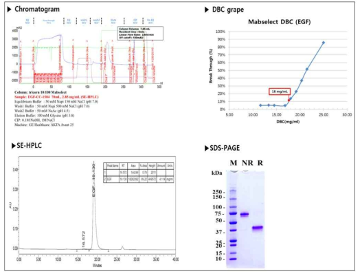 단백질 순도 및 정제 수율_ DBC / OBC 최적 조건 테스트
