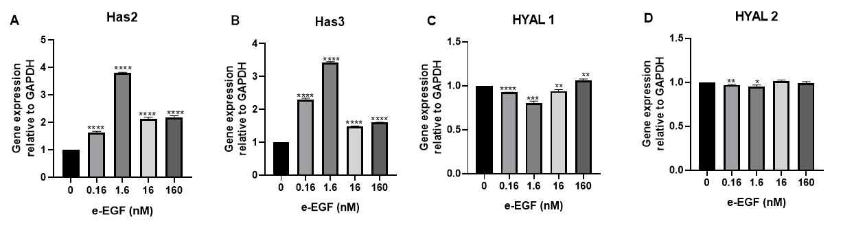 엔지니어링 EGF 농도에 따른 Has 2, Has 3, HYAL 1, HYAL2 유전자 발현 양상