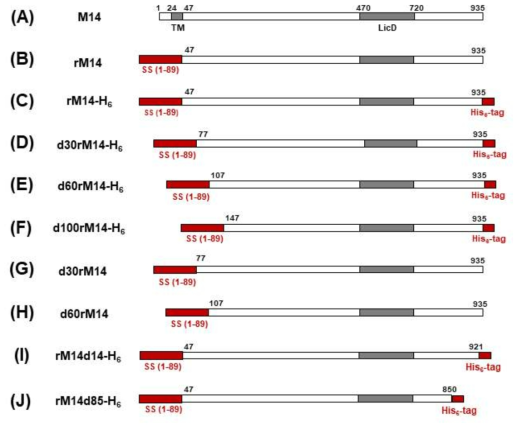 Mnn14 (M14) 단백질의 도메인을 나타낸 모식도. 아미노산 서열 24-47에 해당하는 부위는 transmembrane (TM) 도메인, 470-720의 부위는 LicD domain이고, 빨간색으로 표시한 앞 쪽 SS (1-89)부위는 a-faXXor signal sequence이고, 뒤쪽 빨간색으로 표시한 부위는 6개의 His로 이루어진 His6-tag이다