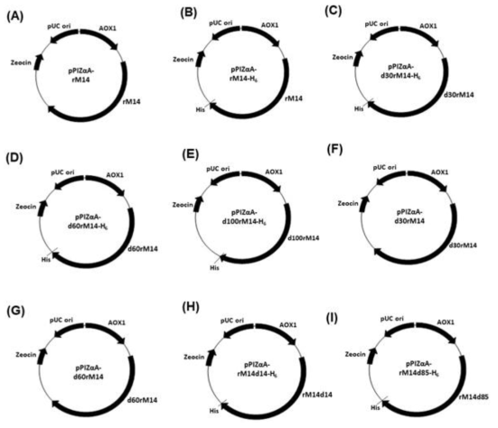 rM14 단백질들을 발현하기 위해서 구축한 벡터. pPIZαA-rM14 (A), pPIZα A-rM14-H6 (B), pPIZαA-d30rM14-H6 (C), pPIZαA-d60rM14-H6 (D), pPIZαA-d100rM14-H6 (E), pPIZαA-d30rM14 (F), pPIZαA-d60rM14 (G) pPIZαA-rM14d14-H6 (H), pPIZα A-rM14d85-H6(I)
