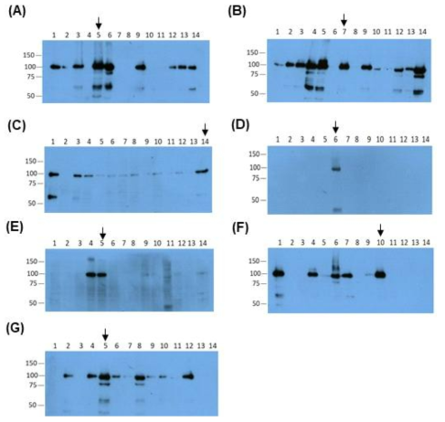 rM14의 발현을 웨스턴 블로팅 (Western blotting)으로 확인한 결과. pPIZα A-rM14 (A), pPIZαA-rM14-H6 (B), pPIZαA-d30rM14-H6 (C), pPIZαA-d60rM14-H6 (D), pPIZαA-d100rM14-H6 (E), pPIZαA-d30rM14 (F), pPIZαA-d60rM14 (G)